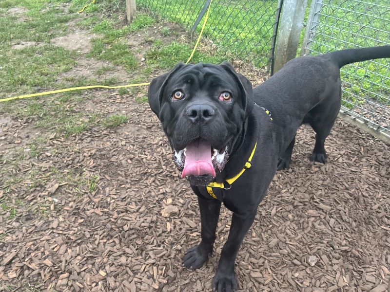 Cane Corso for adoption in Snetterton, Norfolk – 1 year old - Image 2 of 4