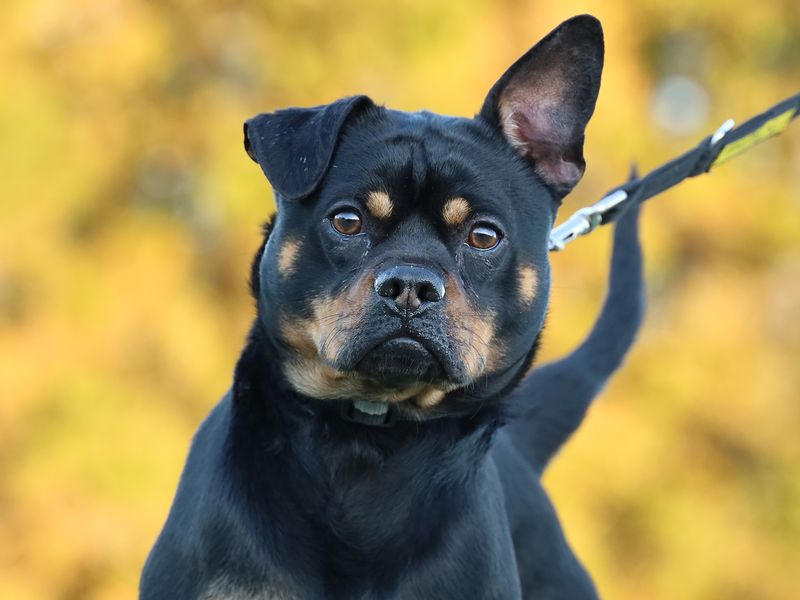 Reggie | Pinscher (Standard) Cross | Leeds - 1