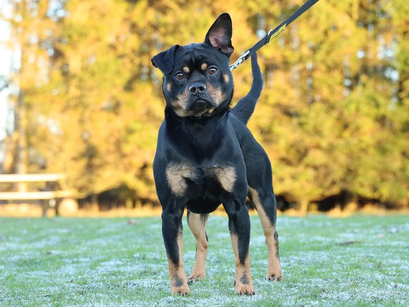 Pug for adoption in Leeds, West Yorkshire – 1 year old - Image 3 of 3