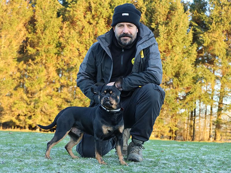 Pug for adoption in Leeds, Yorkshire – 1 year old