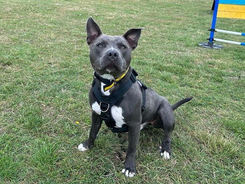 Chopper - Image 2 of 2