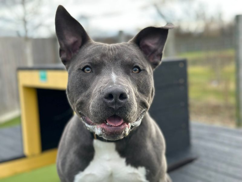 Staffordshire Bull Terrier for adoption in Newbury, Berks – 4 years old