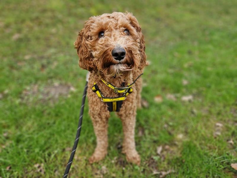 Poodle for adoption in Ilfracombe, Devon – 1 year old - Image 3 of 3