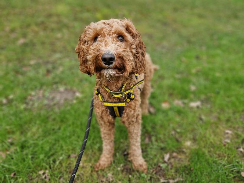 Poodle for adoption in Ilfracombe, Devon – 1 year old - Image 2 of 3