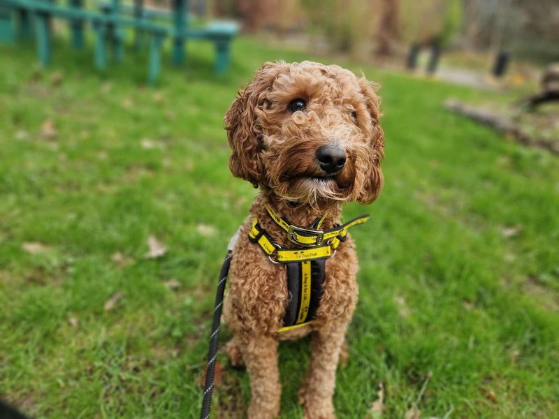Poodle for adoption in Ilfracombe, North Devon – 1 year old