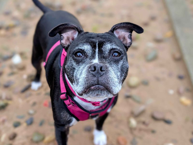 Piper | Terrier (Staffordshire Bull) | Cardiff - 1
