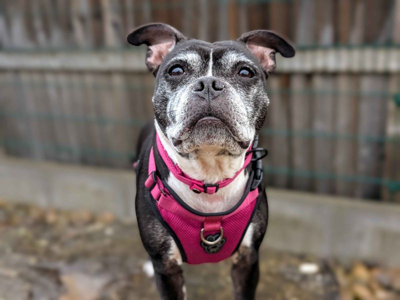 Staffordshire Bull Terrier for adoption in Cardiff / Caerdydd, South Glamorgan – 7 years old - Image 4 of 5