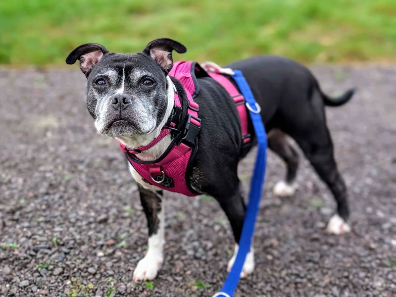 Staffordshire Bull Terrier for adoption in Cardiff / Caerdydd, South Glamorgan – 7 years old - Image 2 of 5