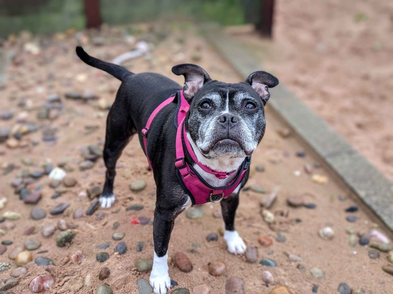 Staffordshire Bull Terrier for adoption in Cardiff / Caerdydd, South Glamorgan – 7 years old - Image 3 of 5