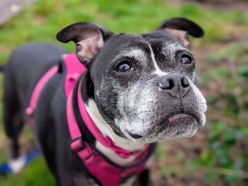 Staffordshire Bull Terrier for adoption in Cardiff / Caerdydd, South Glamorgan – 7 years old - Image 5 of 5