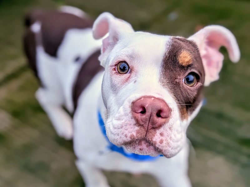 American Bulldog for adoption in Cardiff / Caerdydd, South Glamorgan – 7 months old - Image 2 of 2