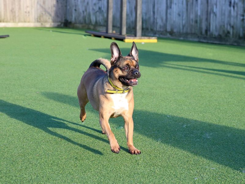 Buddy | Pug Cross | Glasgow - 1