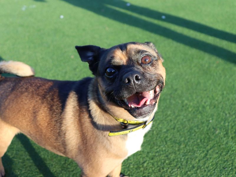 Pug for adoption in Glasgow, City of Glasgow – 4 years old - Image 2 of 4