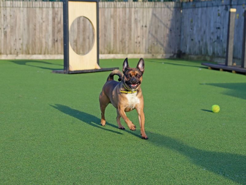 Pug for adoption in Glasgow, City of Glasgow – 4 years old - Image 4 of 4