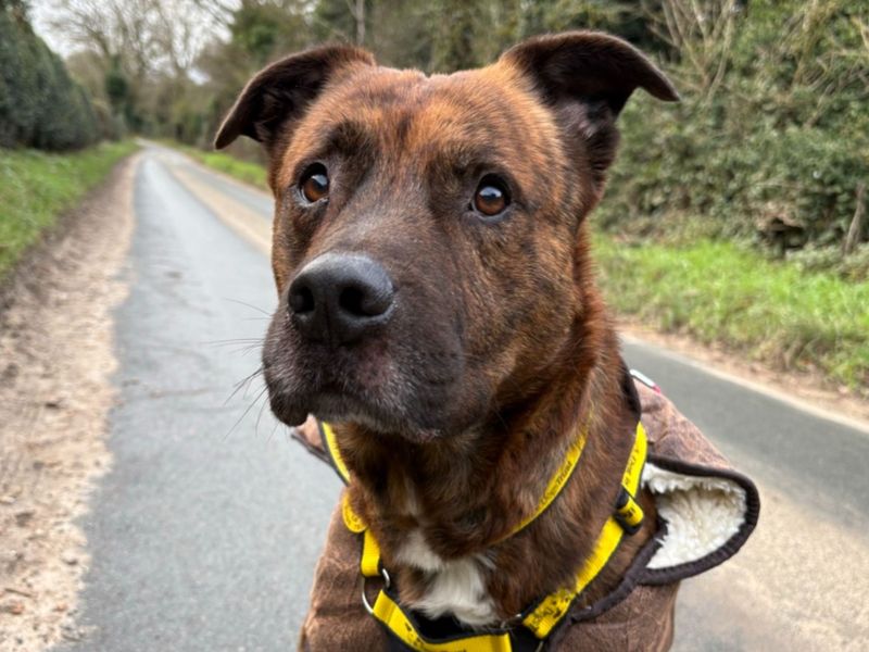 Staffordshire Bull Terrier for adoption in Snetterton, Norfolk – 3 years old