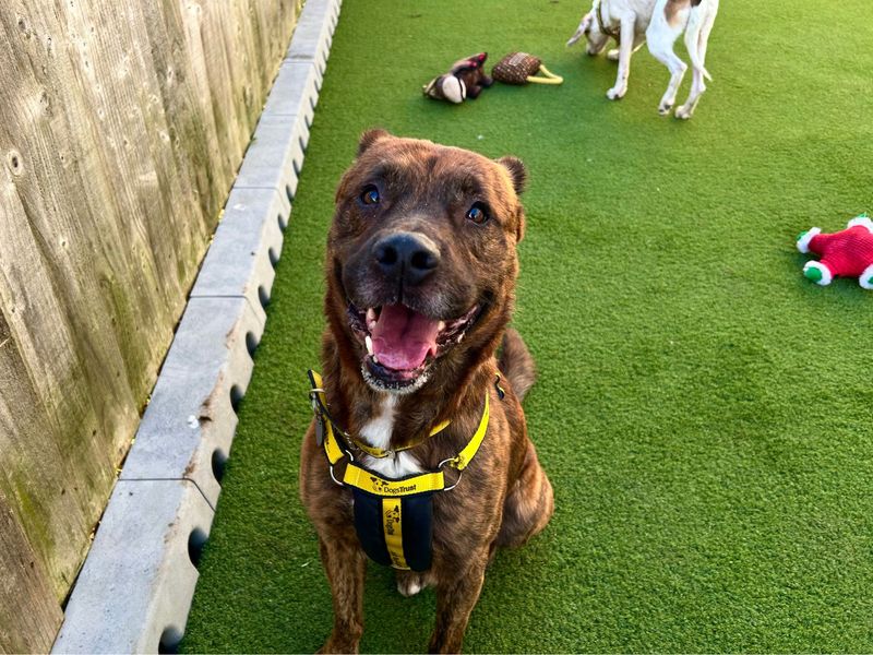 Staffordshire Bull Terrier for adoption in Snetterton, Norfolk – 3 years old - Image 3 of 4