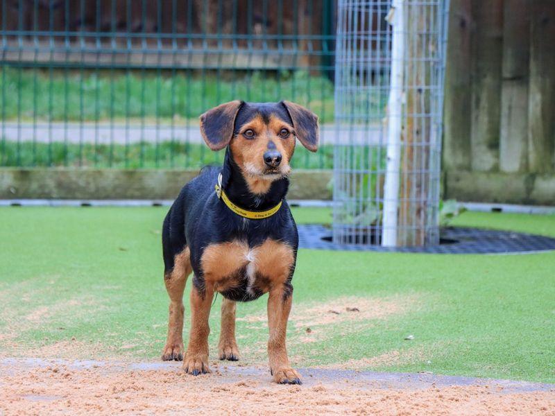 Yorkshire Terrier Dogs And Puppies For Adoption