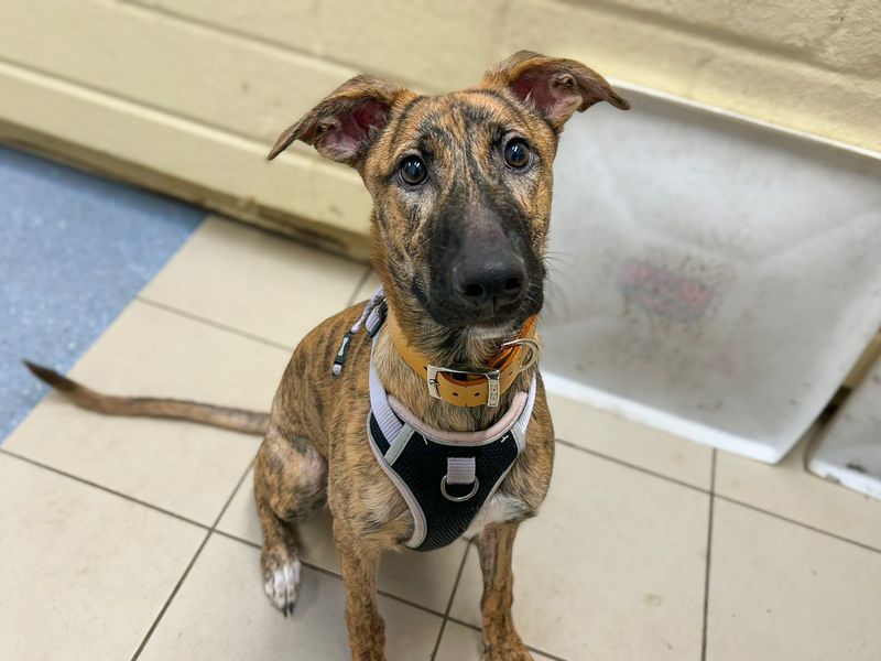Mocha, a 5 months old female Unknown available for adoption from Dogs Trust in Basildon, Essex
