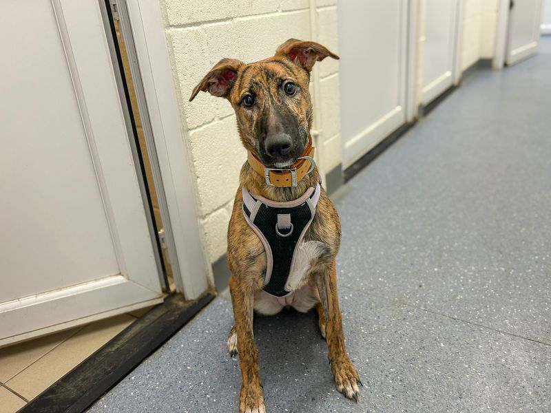 Mocha | Lurcher Cross | Basildon (Essex) - 8