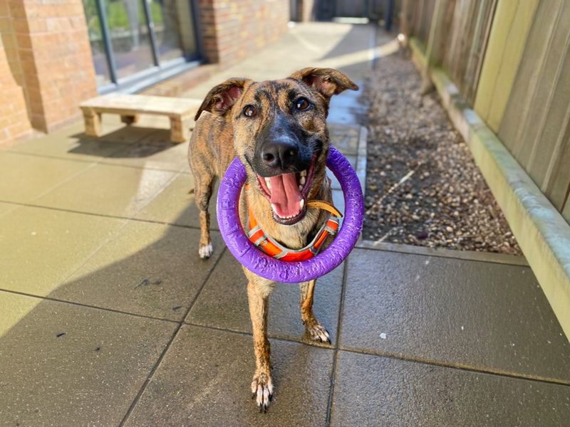 Mocha | Lurcher Cross | Basildon (Essex) - 3