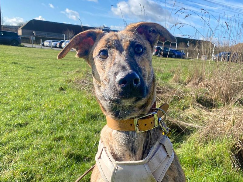Mocha | Lurcher Cross | Basildon (Essex) - 1