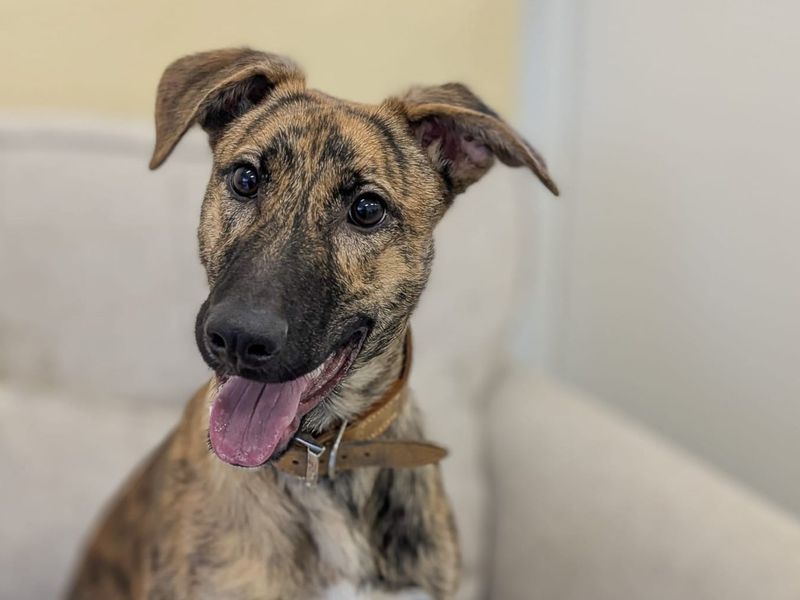 Mocha | Lurcher Cross | Basildon (Essex) - 9