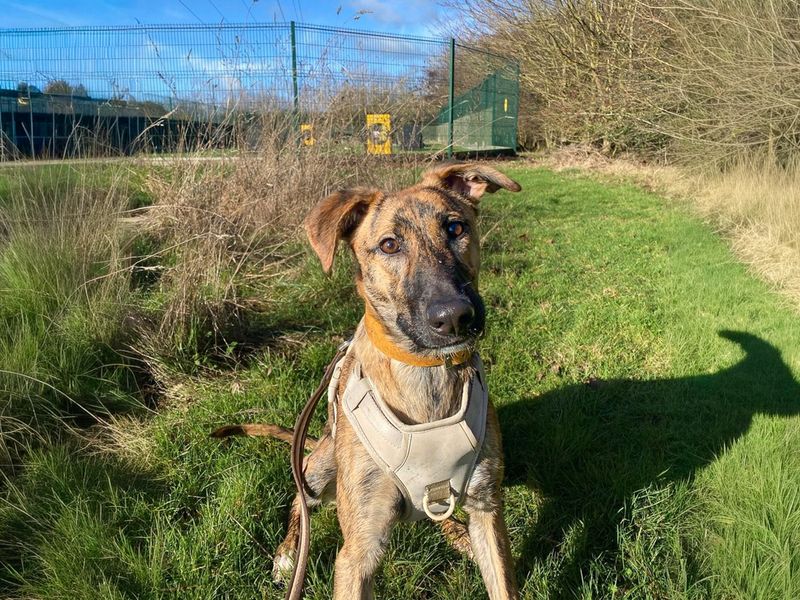 Mocha | Lurcher Cross | Basildon (Essex) - 12
