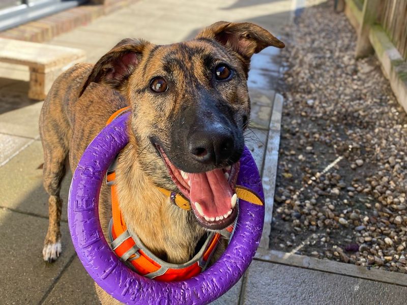 Mocha | Lurcher Cross | Basildon (Essex) - 11