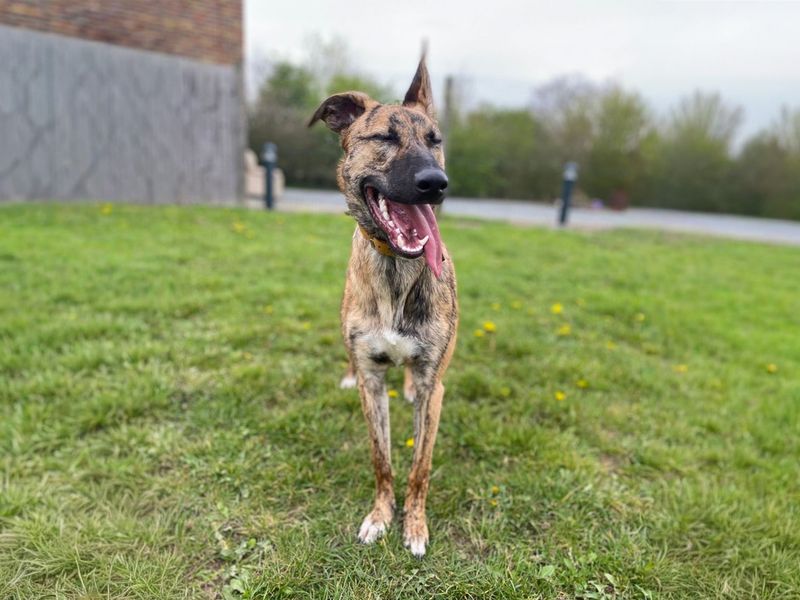 Mocha | Lurcher Cross | Basildon (Essex) - 13