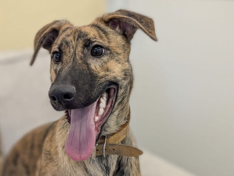 Mocha | Lurcher Cross | Basildon (Essex) - 2