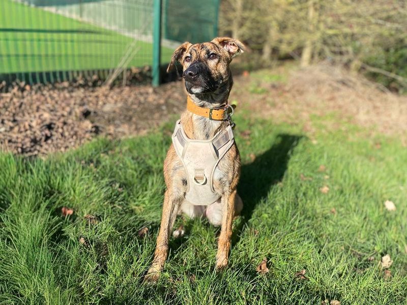 Mocha | Lurcher Cross | Basildon (Essex) - 5