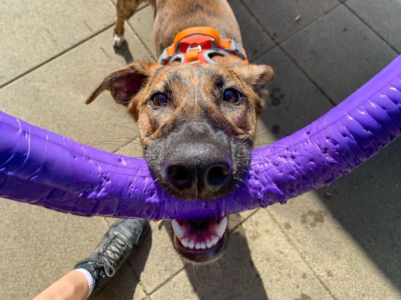Mocha | Lurcher Cross | Basildon (Essex) - 6