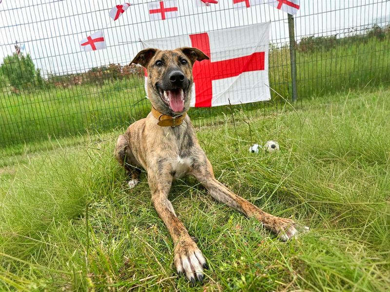 Mocha | Lurcher Cross | Basildon (Essex) - 10