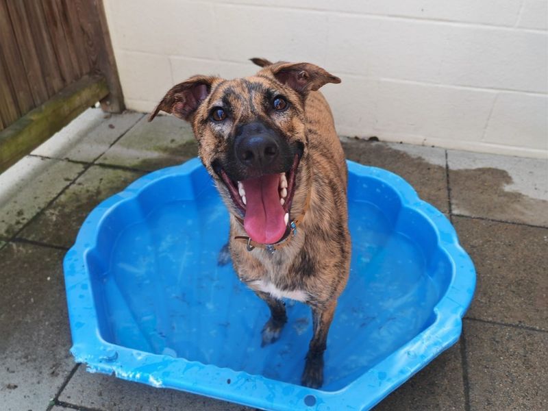 Mocha | Lurcher Cross | Basildon (Essex) - 7
