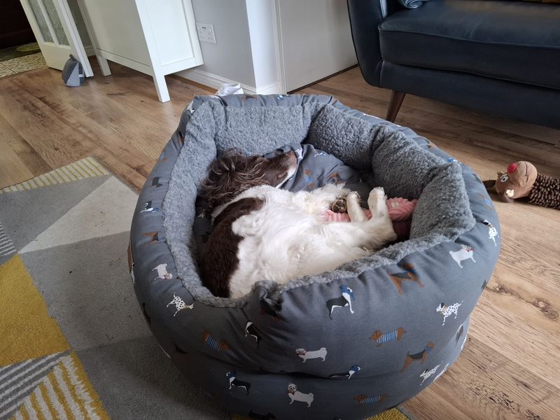 Missy, a 8 years old female English Springer Spaniel available for adoption from Dogs Trust in Salisbury, Wiltshire