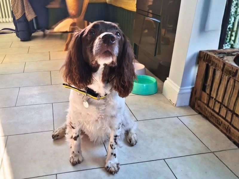 undefined | Spaniel (English Springer) | undefined - 5