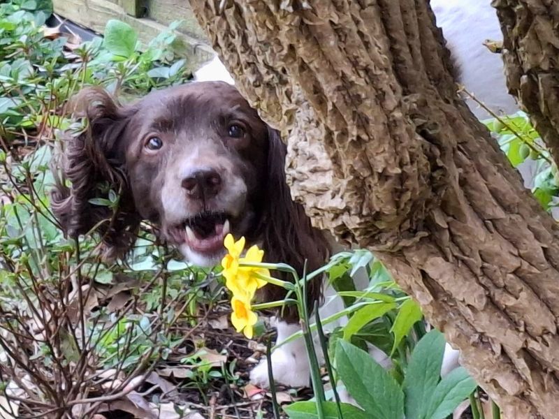 Springer Spaniel Dogs And Puppies For Adoption