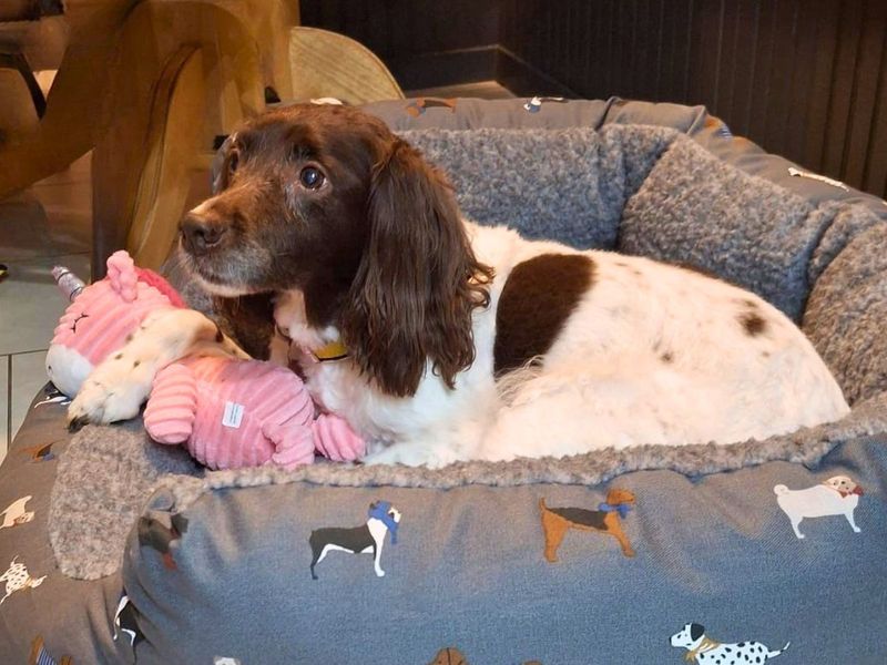 undefined | Spaniel (English Springer) | undefined - 2