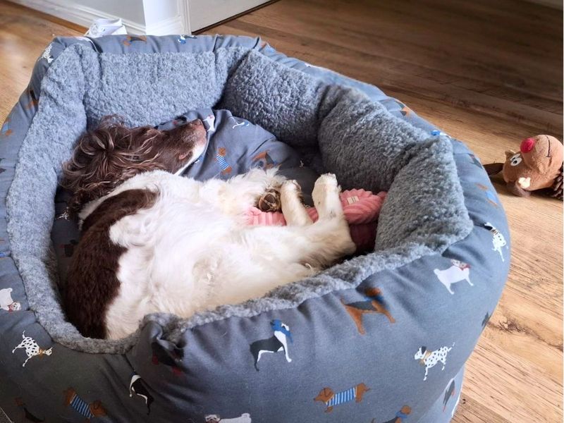 undefined | Spaniel (English Springer) | undefined - 1