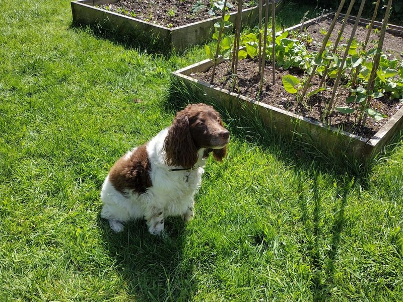 undefined | Spaniel (English Springer) | undefined - 4