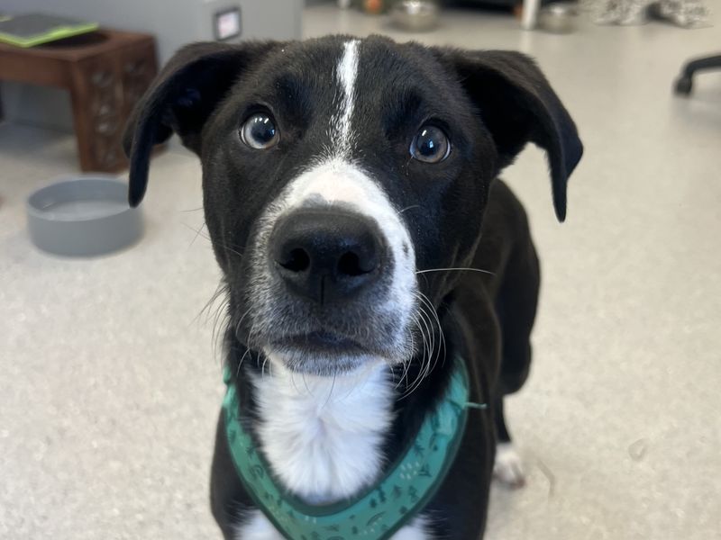 Beagle Dogs And Puppies For Adoption