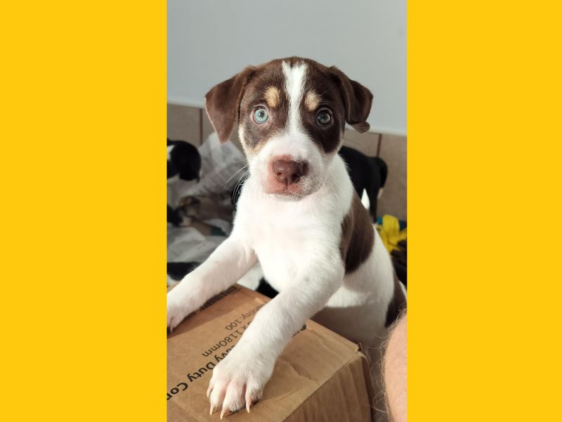 Beagle for adoption in Ballymena, County Antrim – 7 weeks old - Image 4 of 5