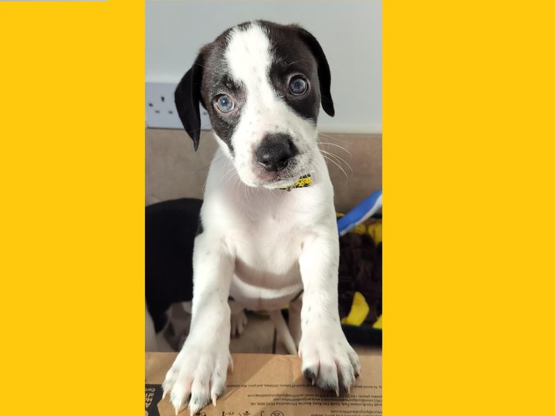 Beagle for adoption in Ballymena, County Antrim – 7 weeks old - Image 2 of 5