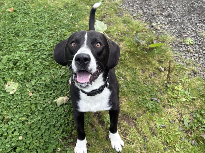 Remi | Terrier (Staffordshire Bull) Cross | Ballymena (Northern Ireland) - 2