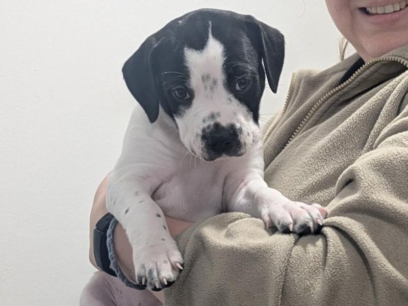 Staffordshire Bull Terrier Dogs And Puppies For Adoption