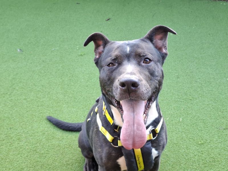 Munchkin | Terrier (Staffordshire Bull) Cross | Ilfracombe - 1