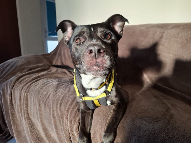 Staffordshire Bull Terrier for adoption in Ilfracombe, Devon – 7 years old - Image 2 of 4