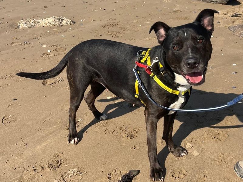 Munchkin, a 6 years old female Terrier available for adoption from Dogs Trust in Ilfracombe, Devon