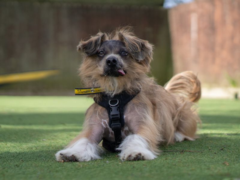 undefined | Lhasa Apso | undefined - 4