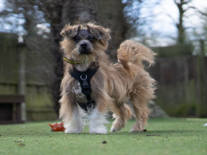 Dennis | Lhasa Apso | Kenilworth (West Midlands) - 1